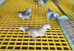 養(yǎng)殖場(chǎng)玻璃鋼格柵